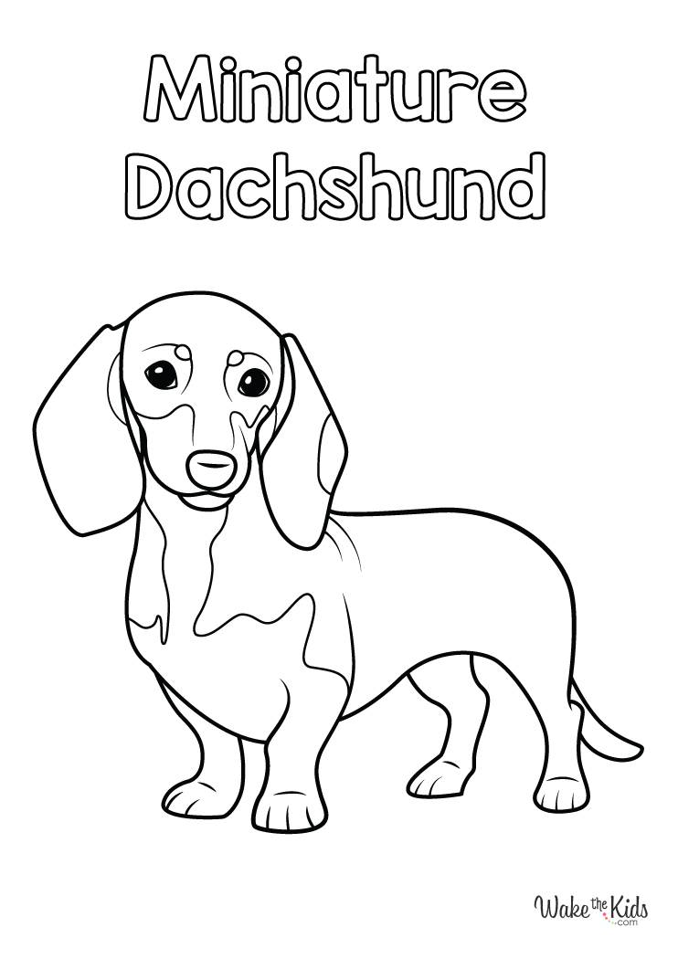 30 Dachshund Coloring Pages Printable 10