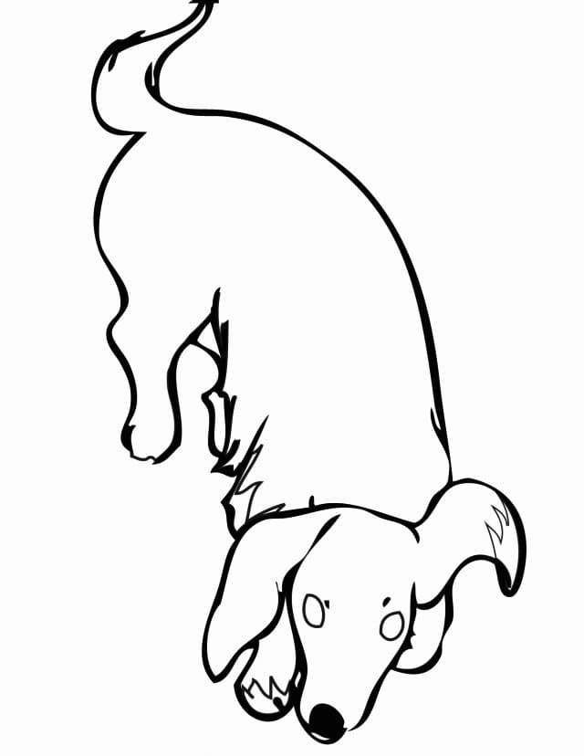 30 Dachshund Coloring Pages Printable 19