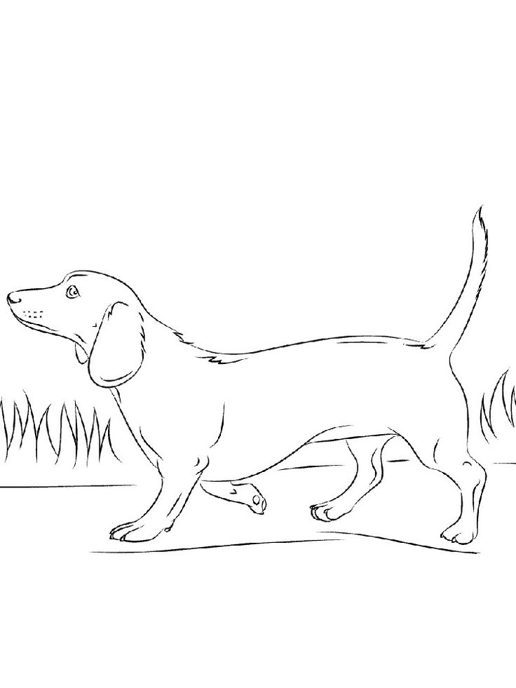 30 Dachshund Coloring Pages Printable 7