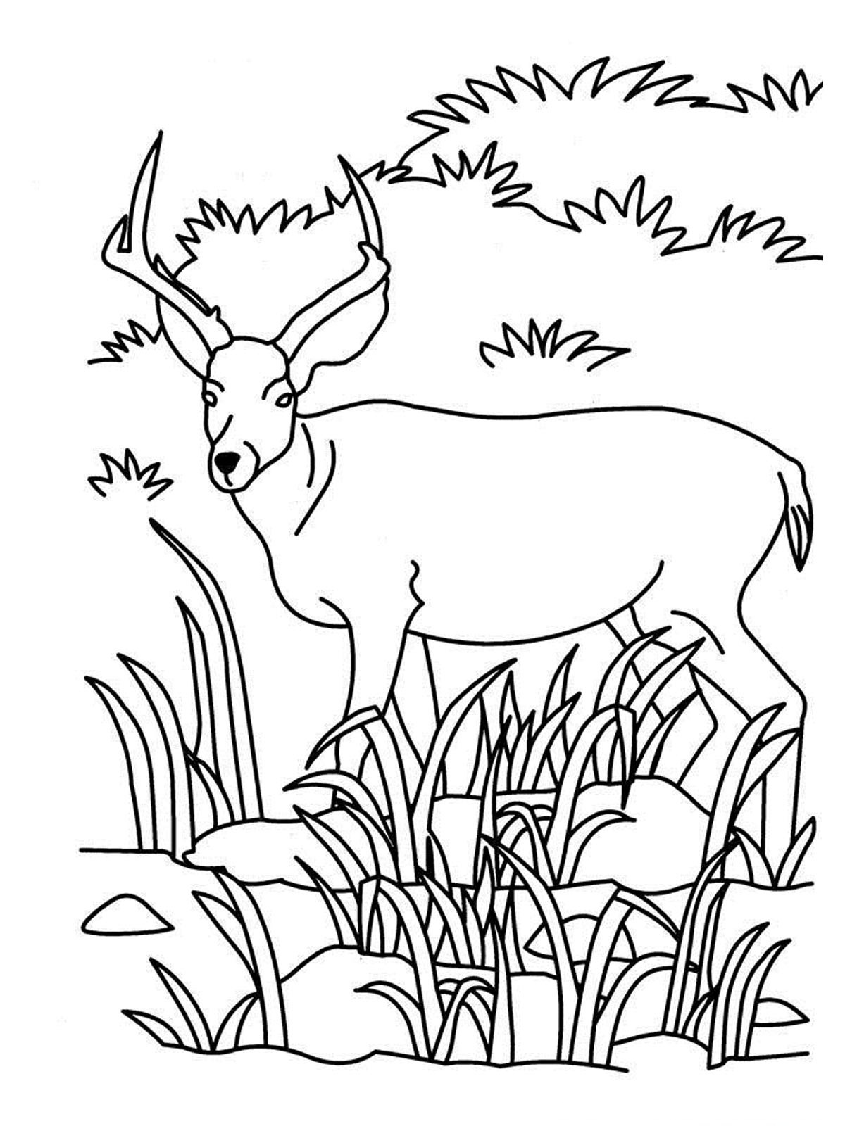 30 Grassland Animals Coloring Pages Printable 1