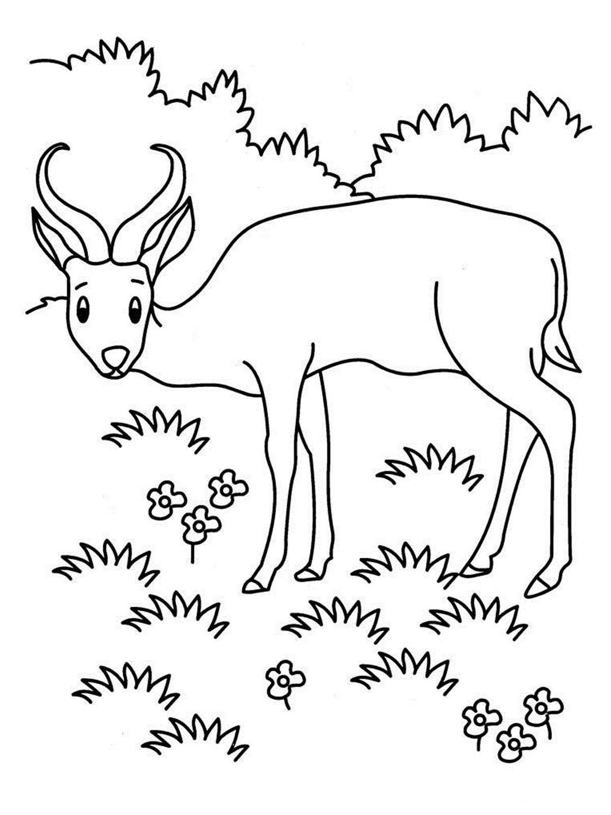 30 Grassland Animals Coloring Pages Printable 2