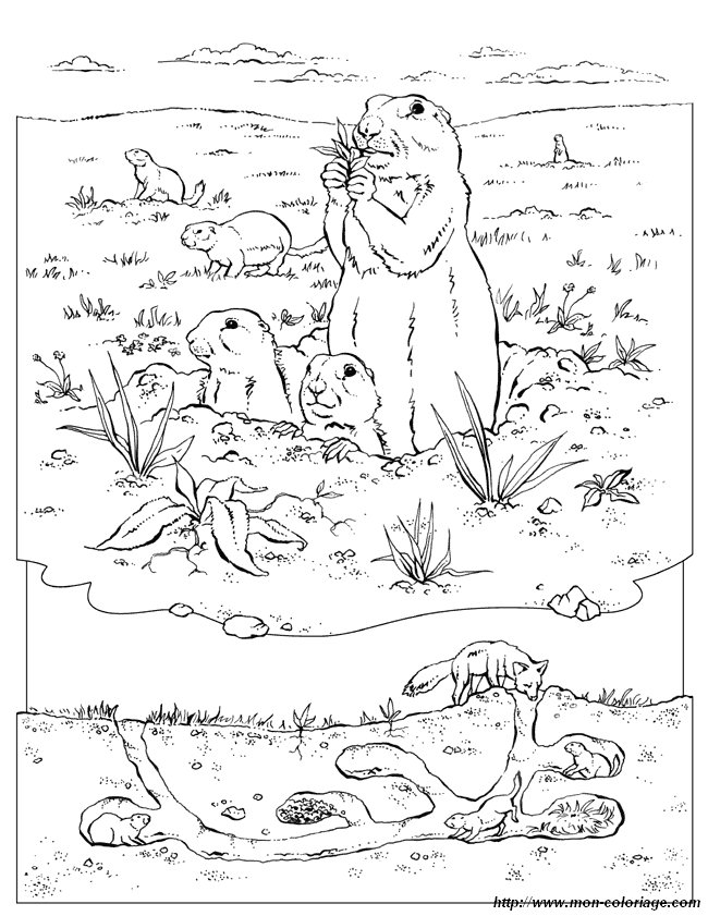 30 Grassland Animals Coloring Pages Printable 29