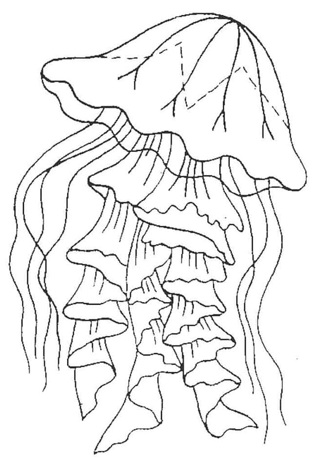 31 Jellyfish Coloring Pages Free Printable 10