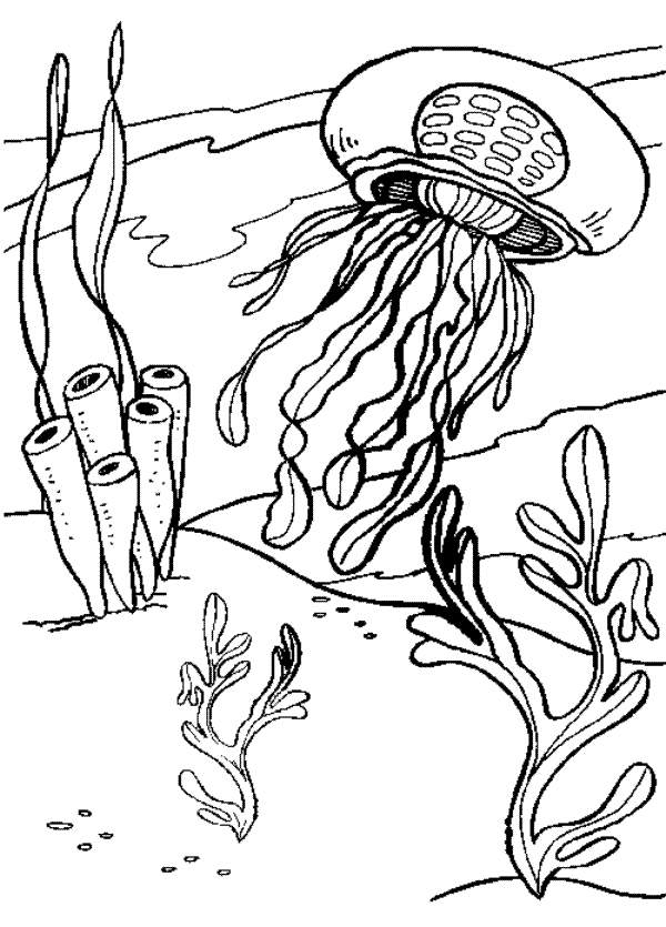 31 Jellyfish Coloring Pages Free Printable 34