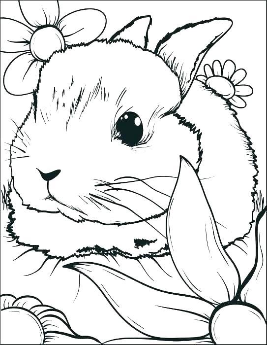 35+ Unique Bunny Coloring Pages Book Pages