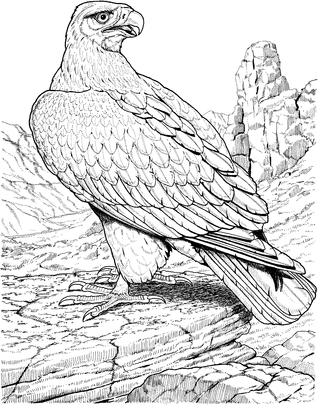 49+ Printable Eagle Coloring Pages Colored