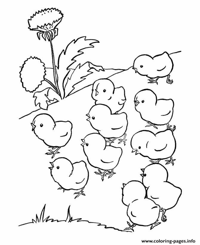 30 Cute Chick Free Printable Coloring Pages 12