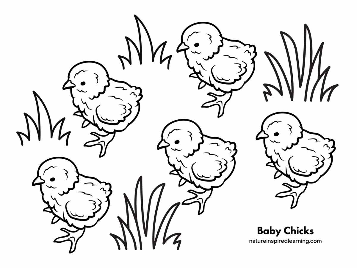 30 Cute Chick Free Printable Coloring Pages 4