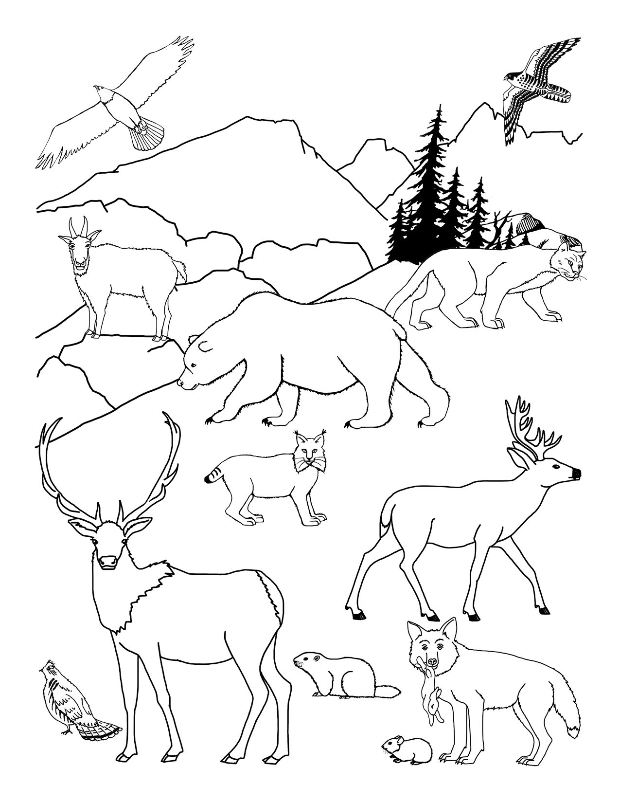 desert animals coloring pages for kids printable jpg