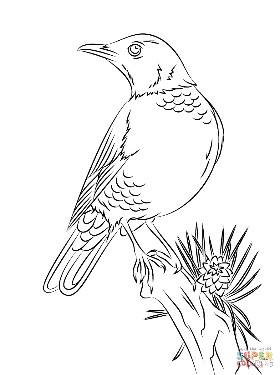 charming robin coloring pages printable jpg