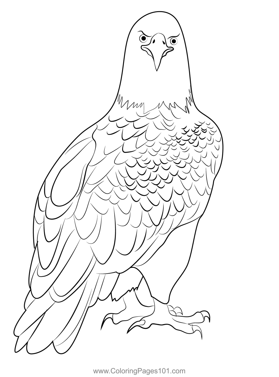 free bald eagle coloring pages for kids printable jpg