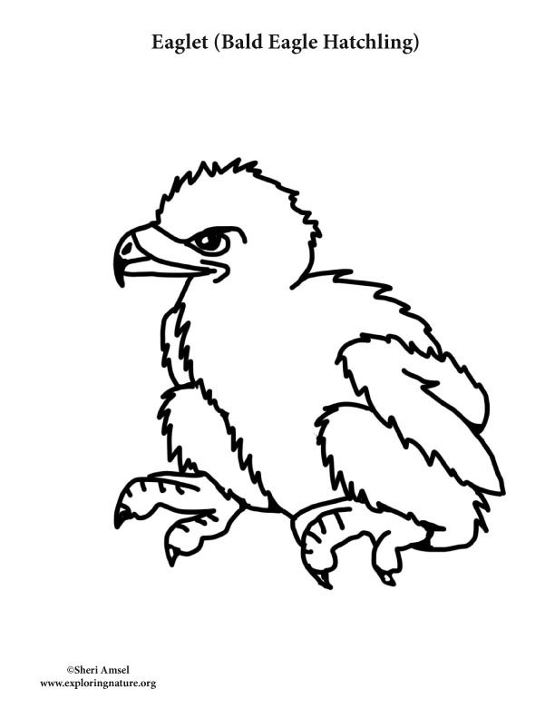 free bald eagle coloring pages for kids printable jpg