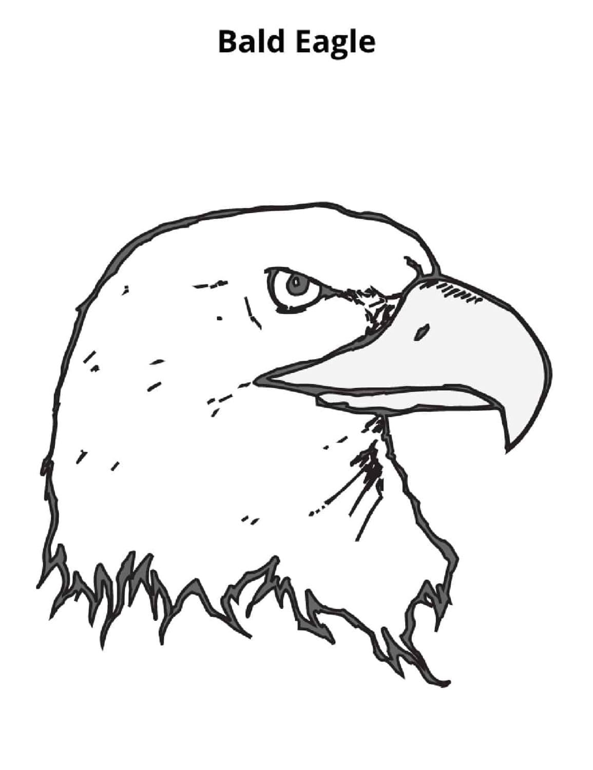 free bald eagle coloring pages for kids printable jpg