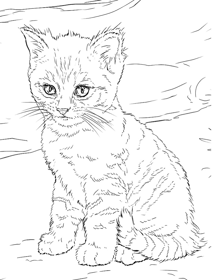 cute kitten coloring pages printable jpg