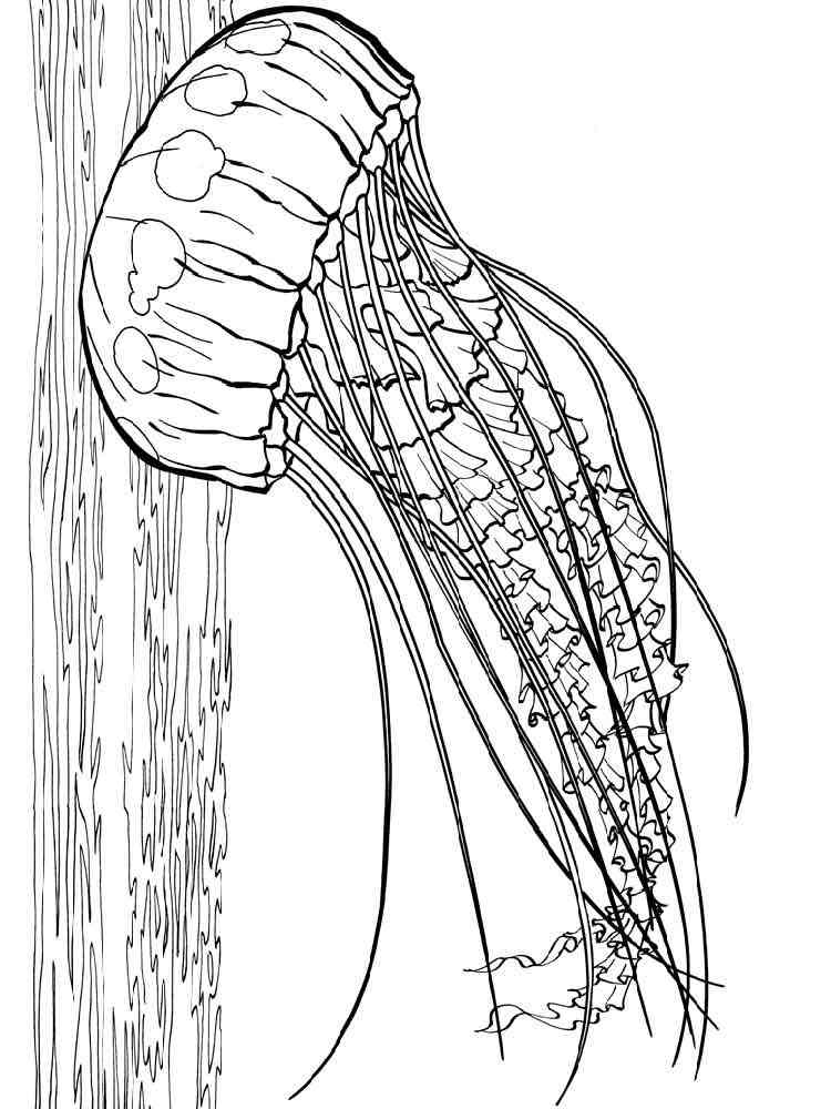 graceful jellyfish coloring pages printable jpg