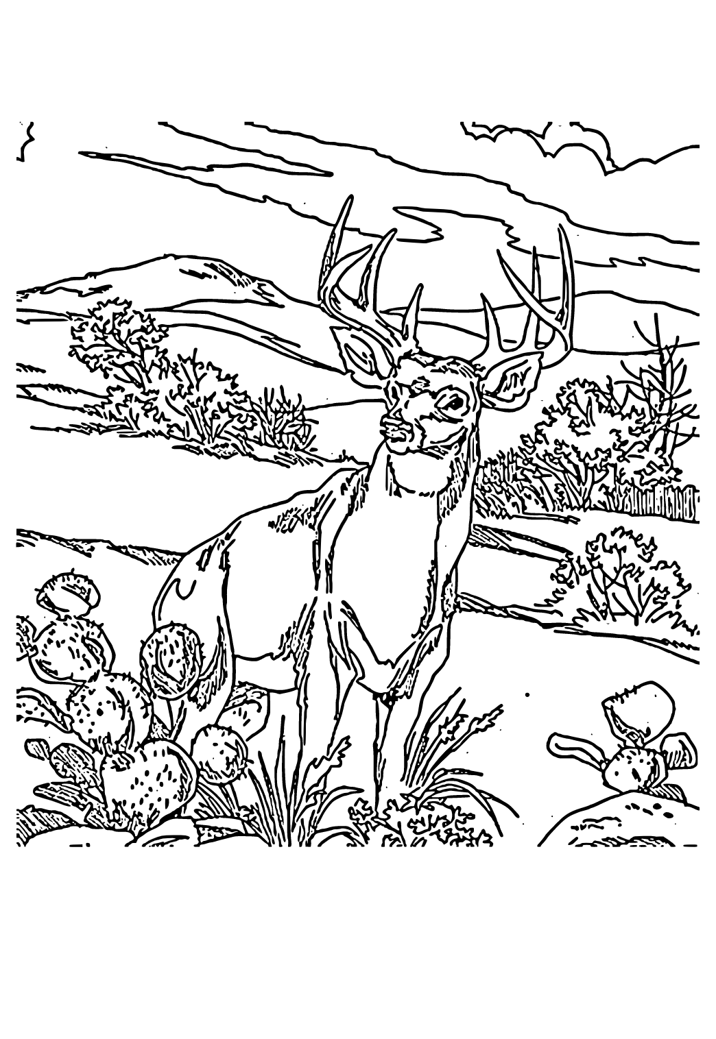 lovely deer coloring pages printable jpg