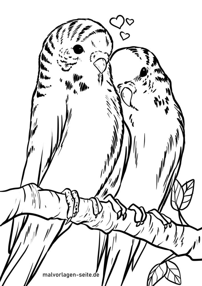 charming parakeet coloring pages printable jpg