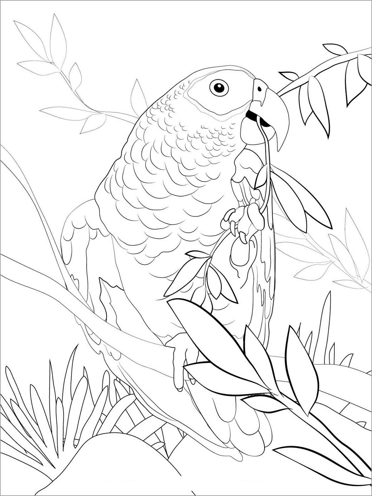 charming parakeet coloring pages printable jpg