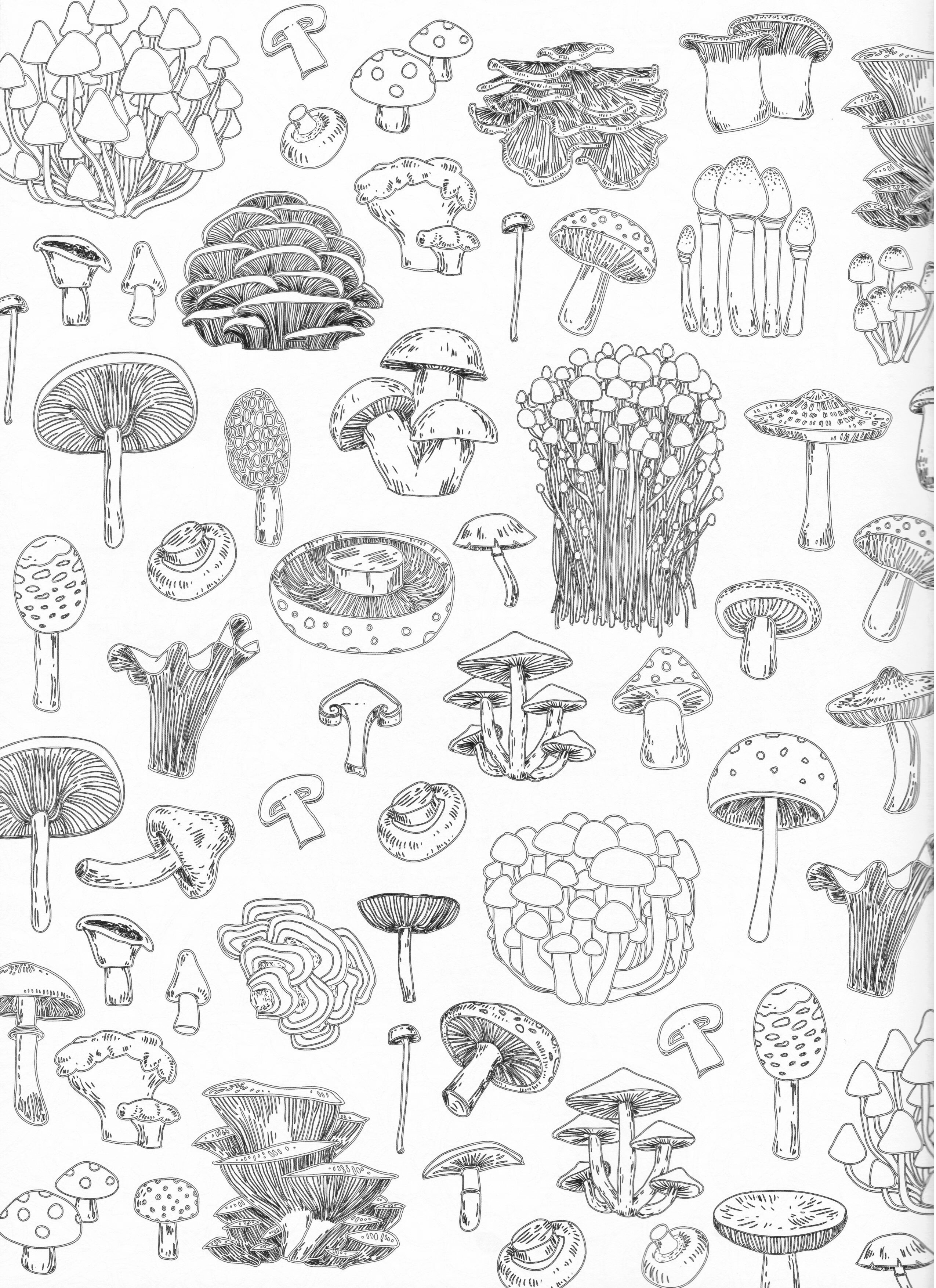 mushroom coloring pages printable jpg