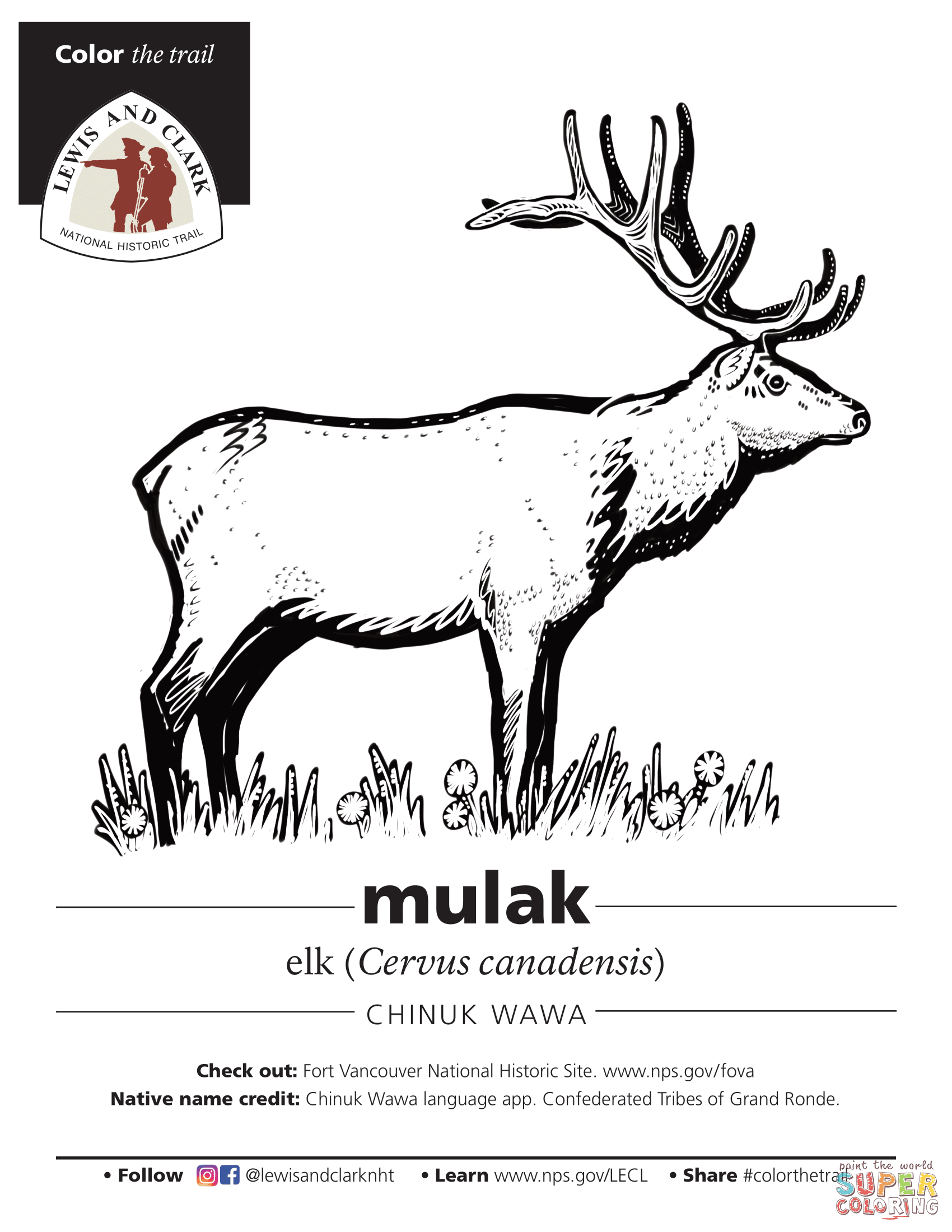 majestic elk coloring pages printable jpg