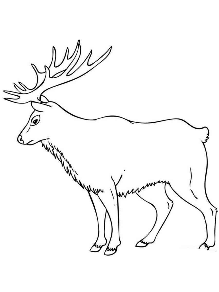 majestic elk coloring pages printable jpg