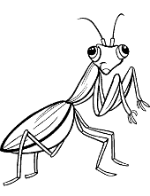 fascinating praying mantis coloring pages printable jpg