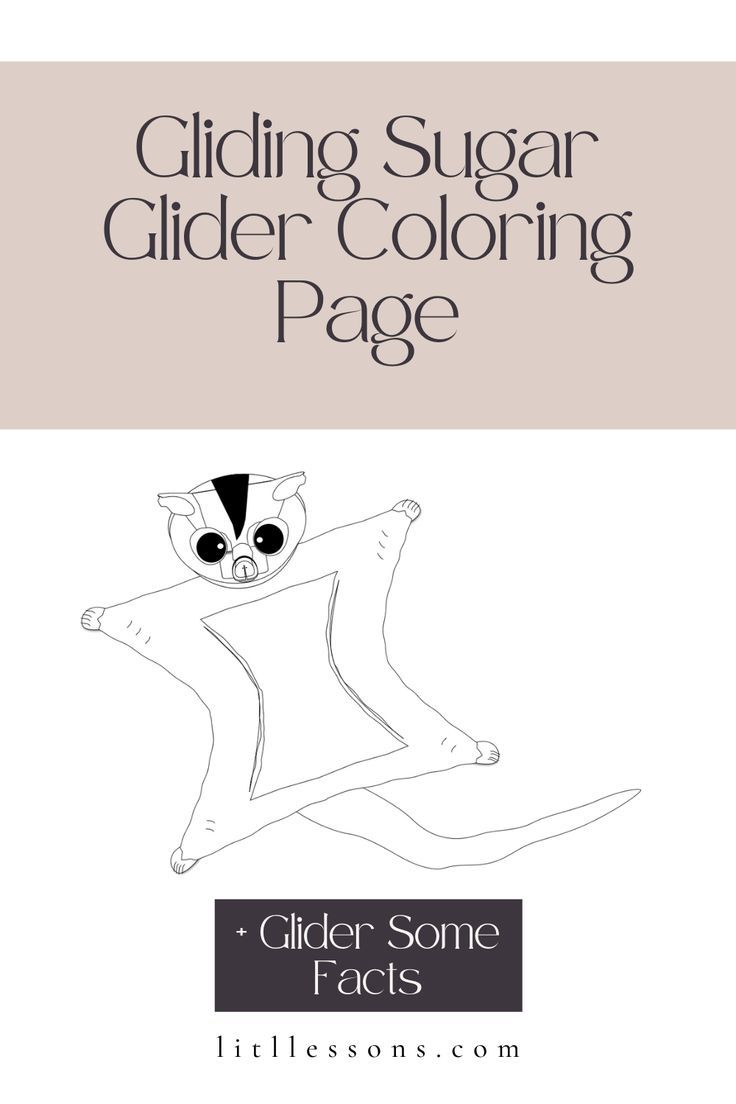 sugar glider coloring pages printable jpg