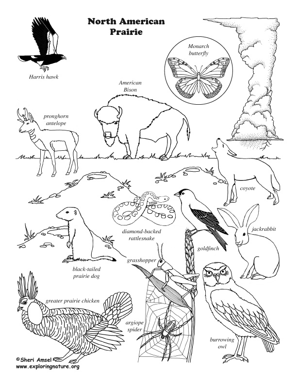 grassland animals coloring pages printable jpg